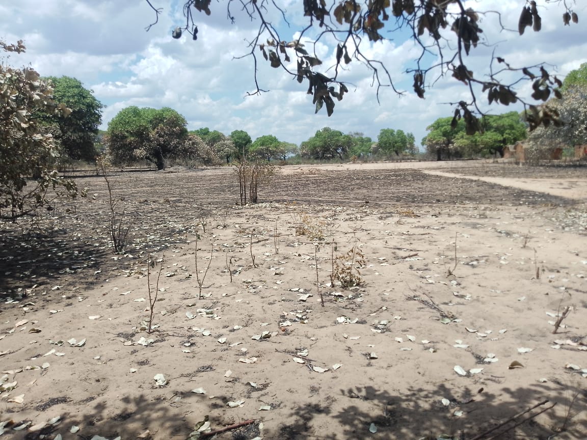 Imagem sobre meio ambiente